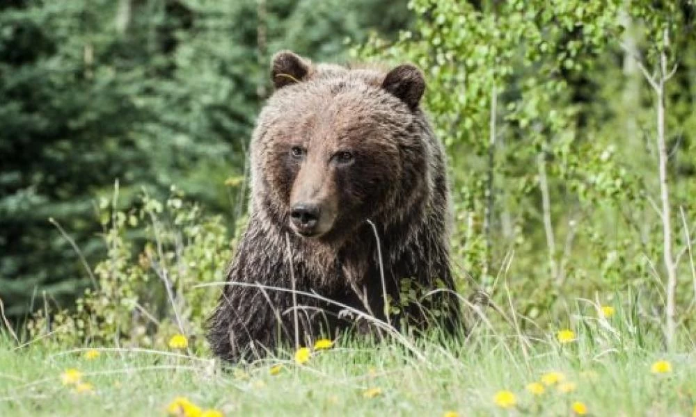 Ρωσία: Αρκούδα όρμησε σε θηριοδαμάστρια στη διάρκεια παράστασης τσίρκου